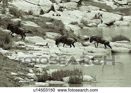 Monochrome view of wildebeest crossing river, and scrambling up rocks, Masai Mara, Kenya, East Africa View Large Photo Image Stock Image - Monochrome view of wildebeest crossing river, and scrambling up rocks, Masai Mara, Kenya, East Africa. Fotosearch