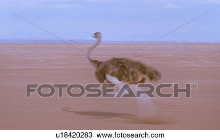 Stock Image - Motion blur close up side view of female ostrich running on lake bed, Amboseli, Kenya, East Africa. Fotosearch