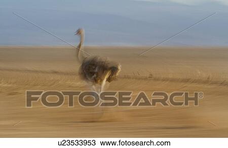 Stock Image - Motion blur close up side view of female ostrich running on lake bed, Amboseli, Kenya, East Africa. Fotosearch