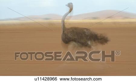 Motion blur close up side view of female ostrich running on lake bed, Amboseli, Kenya, East Africa View Large Photo Image Stock Photograph - Motion blur close up side view of female ostrich running on lake bed, Amboseli, Kenya, East Africa. Fotosearch