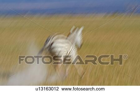 Stock Image - Motion blur of single zebra running, Amboseli, Kenya, East Africa.. Fotosearch