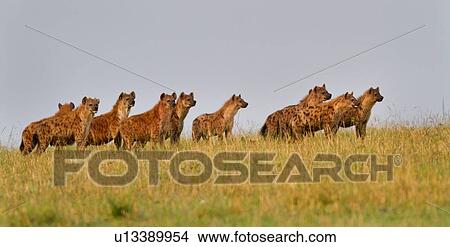 Pack of female hyenas standing on ridge in early morning light in territorial defence, panorama view, Masai Mara, Kenya, East Africa View Large Photo Image Picture - Pack of female hyenas standing on ridge in early morning light in territorial defence, panorama view, Masai Mara, Kenya, East Africa. Fotosearch