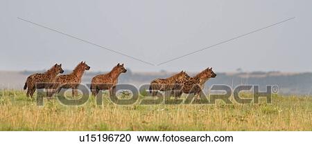 Stock Image - Pack of female hyenas standing on ridge in early morning light in territorial defence, panorama view, Masai Mara, Kenya, East Africa. Fotosearch