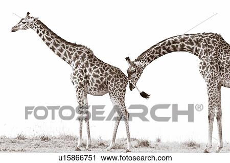 Pair of adult giraffes, pre-mating behaviour of male neck arched gracefully sniffing female rear, monochrome, Masai Mara, Kenya, East Africa View Large Photo Image Stock Image - Pair of adult giraffes, pre-mating behaviour of male neck arched gracefully sniffing female rear, monochrome, Masai Mara, Kenya, East Africa. Fotosearch