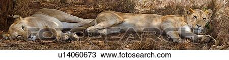 Stock Image - Panorama close up view of two lionesses lying outstretched in dry grass, Lewa Downs, Kenya, East Africa. Fotosearch