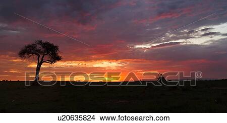 Panorama of silhouette of acacia tree and termite mound at dawn with dramatic skyscape of orange sky, pink-edged clouds, Masai Mara, Kenya, East Africa View Large Photo Image Picture - Panorama of silhouette of acacia tree and termite mound at dawn with dramatic skyscape of orange sky, pink-edged clouds, Masai Mara, Kenya, East Africa. Fotosearch