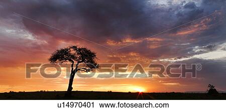 Panorama of silhouette of acacia tree and termite mound at dawn with dramatic skyscape of orange sky, pink-edged clouds, sunstar, Masai Mara, Kenya, East Africa View Large Photo Image Stock Image - Panorama of silhouette of acacia tree and termite mound at dawn with dramatic skyscape of orange sky, pink-edged clouds, sunstar, Masai Mara, Kenya, East Africa. Fotosearch