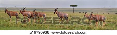 Panorama view of herd of topi in early morning light with single acacia tree in background, Masai Mara, Kenya, East Africa View Large Photo Image Stock Photograph - Panorama view of herd of topi in early morning light with single acacia tree in background, Masai Mara, Kenya, East Africa. Fotosearch