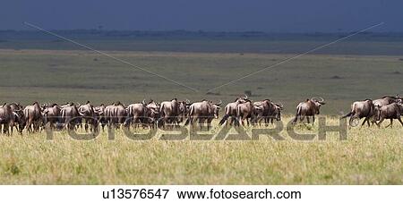 Stock Photo - Panorama view of herd of wildebeest in migration, with threatening sky, Masai Mara, Kenya, East Africa. Fotosearch