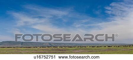 Stock Image - Panorama view of Mara plan with herd of wildebeest grazing under vast blue sky with wispy clouds, Masai Mara, Kenya, East Africa. Fotosearch