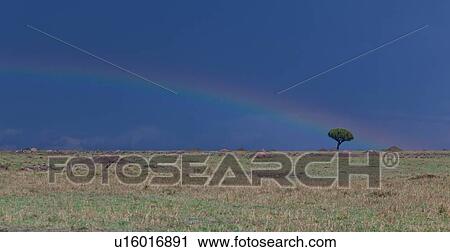 Panorama view of single candelabra tree on Mara plain with dark stormy sky and arch of rainbow to tree, Masai Mara, Kenya, East Africa View Large Photo Image Stock Image - Panorama view of single candelabra tree on Mara plain with dark stormy sky and arch of rainbow to tree, Masai Mara, Kenya, East Africa. Fotosearch