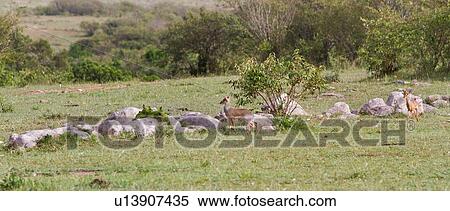 Stock Photography - Panorama view of two dik diks near rocks and grass, displaying territorial defence behavior, Masai Mara, Kenya, East Africa. Fotosearch