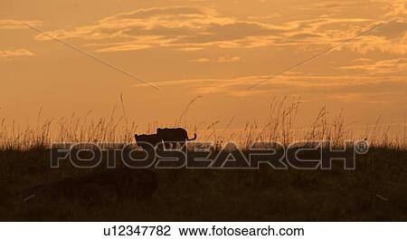 Panorama view of two young lions silhouetted on grassy ridge overlooking Mara plain, at sunrise, Masai Mara, Kenya, East Africa View Large Photo Image Stock Image - Panorama view of two young lions silhouetted on grassy ridge overlooking Mara plain, at sunrise, Masai Mara, Kenya, East Africa. Fotosearch