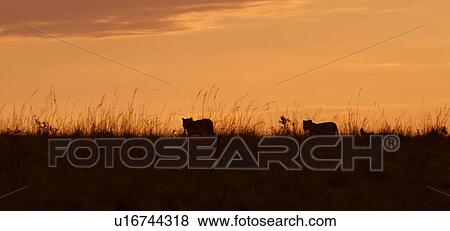 Stock Photo - Panorama view of two young lions silhouetted on grassy ridge overlooking Mara plain, at sunrise, Masai Mara, Kenya, East Africa. Fotosearch