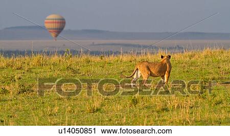 Stock Image - Panorama view of young lion on grassy ridge overlooking Mara plain, with striped hot air balloon rising in early morning, Masai Mara, Kenya, East Africa. Fotosearch