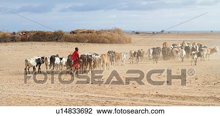 Panorama view of young Masai man on plains, wearing traditional red shuka, herding line of cattle near the enkang (village) with mud house and thorn fencing beyond, Amboseli, Kenya, East Africa View Large Photo Image Stock Image - Panorama view of young Masai man on plains, wearing traditional red shuka, herding line of cattle near the enkang (village) with mud house and thorn fencing beyond, Amboseli, Kenya, East Africa. Fotosearch