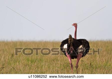 Stock Image - Rear view close up detail of male ostrich, walking in long grass, open savannah, Masai Mara, Kenya, East Africa. Fotosearch