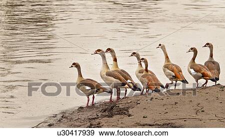 Stock Photo - Row of Egyptian geese standing in line at water's edge, watching for danger, Masai Mara, Kenya, East Africa. Fotosearch