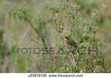 Stock Photograph - Side view of Little Bee-eater perching on bush, with green background of bushes, Masai Mara, Kenya, East Africa. Fotosearch