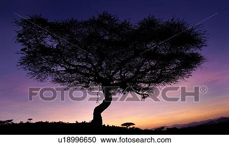 Silhouette De Arbre Acacia A Aube A Orange Rose Ciel Bleu A Horizon De Indigo Ciel Bleu Lewa Bas Kenya Afrique Est Banque D Image U Fotosearch