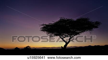 Stock Image - Silhouette of acacia tree at dawn with orange pink sky at horizon of indigo blue sky, Lewa Downs, Kenya, East Africa. Fotosearch