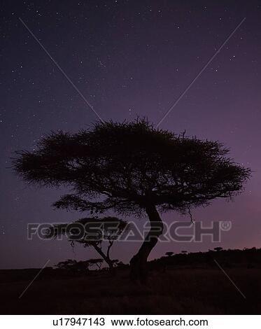 Stock Image - Silhouette of acacia tree at dawn with pink light at horizon of star-filled indigo blue sky, Lewa Downs, Kenya, East Africa. Fotosearch