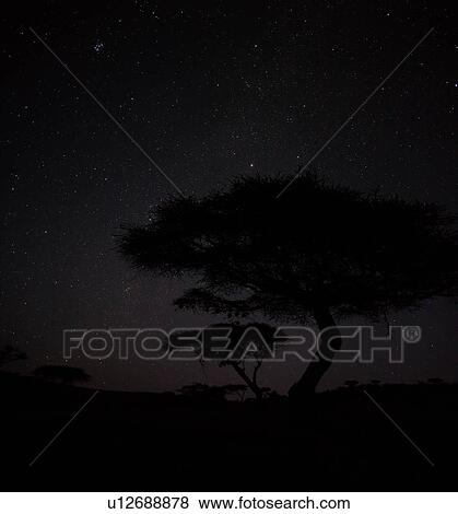 Silhouette of acacia tree at dawn with faint pink light at horizon of star-filled indigo blue sky, Lewa Downs, Kenya, East Africa View Large Photo Image Stock Photo - Silhouette of acacia tree at dawn with faint pink light at horizon of star-filled indigo blue sky, Lewa Downs, Kenya, East Africa. Fotosearch