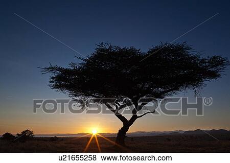 Silhouette of acacia tree at dawn with orange pink sky at horizon of indigo blue sky, sunstar of rising sun, Lewa Downs, Kenya, East Africa View Large Photo Image Stock Photo - Silhouette of acacia tree at dawn with orange pink sky at horizon of indigo blue sky, sunstar of rising sun, Lewa Downs, Kenya, East Africa. Fotosearch