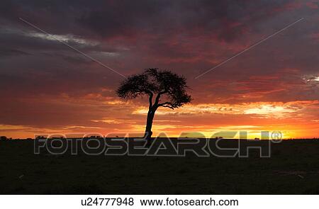 Silhouette of acacia tree at dawn with dramatic skyscape of orange sky, pink-edged clouds, Masai Mara, Kenya, East Africa View Large Photo Image Stock Photo - Silhouette of acacia tree at dawn with dramatic skyscape of orange sky, pink-edged clouds, Masai Mara, Kenya, East Africa. Fotosearch