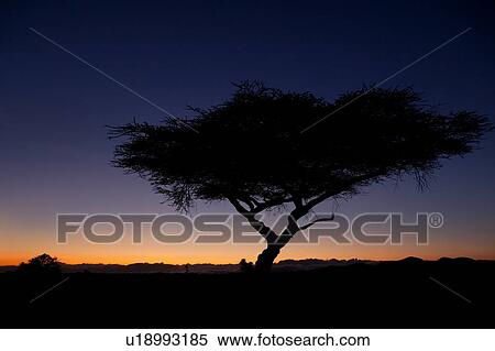 Stock Photography - Silhouette of acacia tree at dawn with orange pink sky at horizon of indigo blue sky, Lewa Downs, Kenya, East Africa. Fotosearch