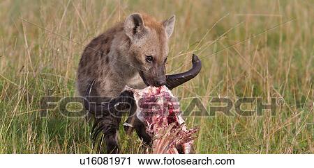 Stock Image - Single adult hyena feeding on head of wildebeest carcass, close up detail view, Masai Mara, Kenya, East Africa. Fotosearch