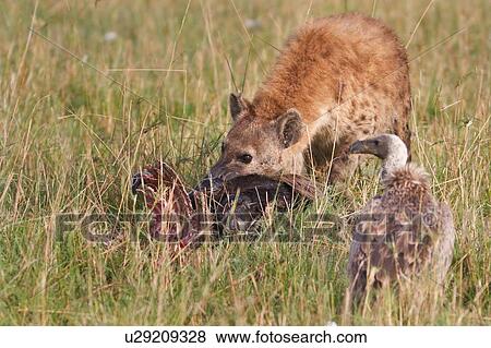 Stock Photo - Single adult hyena feeding on head of wildebeest carcass, close up detail view, Masai Mara, Kenya, East Africa. Fotosearch