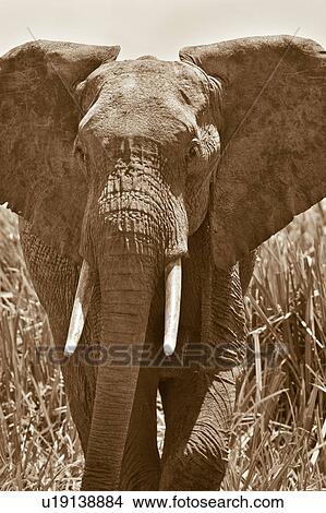Single adult male elephant walking in swamp, detail close up frontal view, monochrome, Lewa Downs, Kenya, East Africa View Large Photo Image Picture - Single adult male elephant walking in swamp, detail close up frontal view, monochrome, Lewa Downs, Kenya, East Africa. Fotosearch