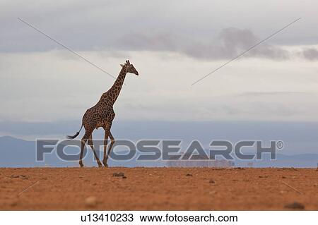 Stock Image - Single adult male giraffe walking across lake bed at Amboseli with shimmering of mirage, and blue hills beyond, Amboseli, Kenya, East Africa. Fotosearch