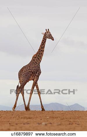 Stock Photo - Single adult male giraffe walking across lake bed at Amboseli with shimmering of mirage, and blue hills beyond, Amboseli, Kenya, East Africa. Fotosearch