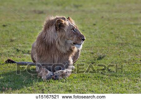 Stock Image - Single adult male lion lying on grass, close up front view, Masai Mara, Kenya, East Africa. Fotosearch