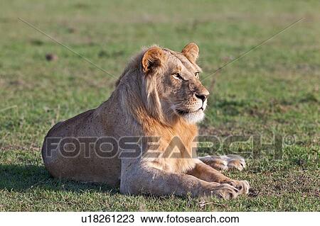 Single adult male lion lying on grass, close up side view, Masai Mara, Kenya, East Africa View Large Photo Image Stock Image - Single adult male lion lying on grass, close up side view, Masai Mara, Kenya, East Africa. Fotosearch