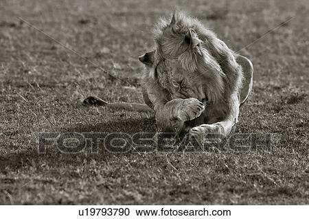 Stock Image - Single adult male lion lying on grass, licking lips, close up monochrome frontal view, Masai Mara, Kenya, East Africa. Fotosearch
