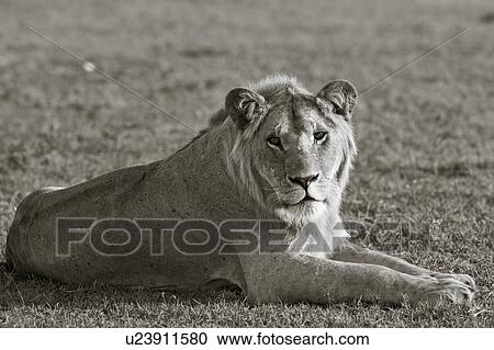 Stock Image - Single adult male lion lying on grass, close up monochrome side view, Masai Mara, Kenya, East Africa. Fotosearch