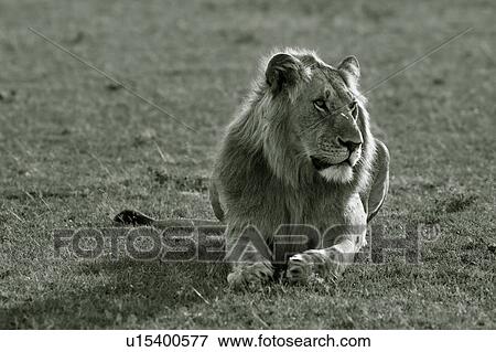 Single adult male lion lying on grass, close up monochrome frontal view, Masai Mara, Kenya, East Africa View Large Photo Image Stock Photo - Single adult male lion lying on grass, close up monochrome frontal view, Masai Mara, Kenya, East Africa. Fotosearch