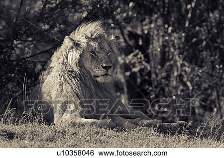 Stock Photograph - Single adult male lion lying on grass, near bushes, close up monochrome frontal view, Masai Mara, Kenya, East Africa. Fotosearch