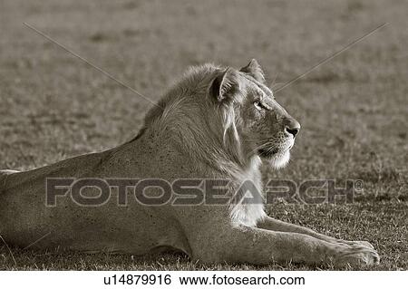 Stock Photograph - Single adult male lion lying on grass, close up detail monochrome view, Masai Mara, Kenya, East Africa. Fotosearch