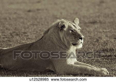 Single adult male lion lying on grass, close up detail monochrome view, Masai Mara, Kenya, East Africa View Large Photo Image Stock Photography - Single adult male lion lying on grass, close up detail monochrome view, Masai Mara, Kenya, East Africa. Fotosearch