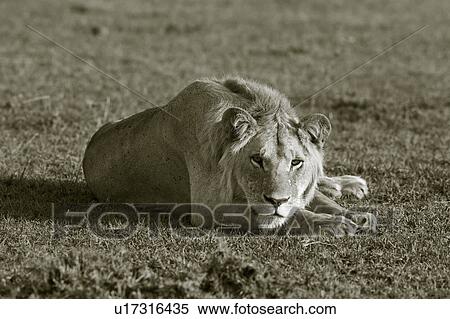 Single adult male lion lying on grass, close up monochrome frontal view, Masai Mara, Kenya, East Africa View Large Photo Image Stock Photography - Single adult male lion lying on grass, close up monochrome frontal view, Masai Mara, Kenya, East Africa. Fotosearch