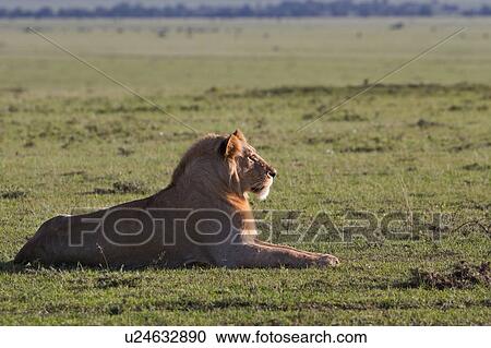 Single adult male lion lying on Mara ridge, surveying landscape and wildebeest herds on plain in early morning golden light, close up view, Masai Mara, Kenya, East Africa View Large Photo Image Stock Image - Single adult male lion lying on Mara ridge, surveying landscape and wildebeest herds on plain in early morning golden light, close up view, Masai Mara, Kenya, East Africa. Fotosearch