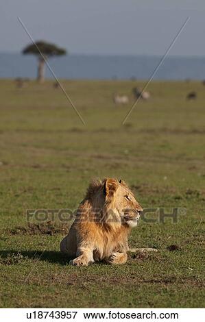 Stock Photo - Single adult male lion lying on Mara ridge, surveying landscape and wildebeest herds on plain in early morning golden light, Masai Mara, Kenya, East Africa. Fotosearch