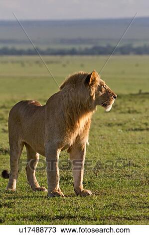 Single adult male lion standing on Mara ridge, surveying landscape and wildebeest herds on plain in early morning golden light, Masai Mara, Kenya, East Africa View Large Photo Image Stock Image - Single adult male lion standing on Mara ridge, surveying landscape and wildebeest herds on plain in early morning golden light, Masai Mara, Kenya, East Africa. Fotosearch