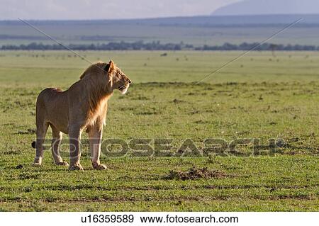 Stock Photo - Single adult male lion standing on Mara ridge, surveying landscape and wildebeest herds on plain in early morning golden light, Masai Mara, Kenya, East Africa. Fotosearch