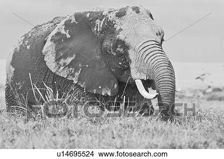 Picture - Single elephant wading in swamp, close up detail side view monochrome, Amboseli, Kenya, East Africa. Fotosearch