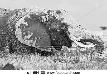 Stock Image - Single elephant wading in swamp, close up detail side view monochrome, Amboseli, Kenya, East Africa. Fotosearch